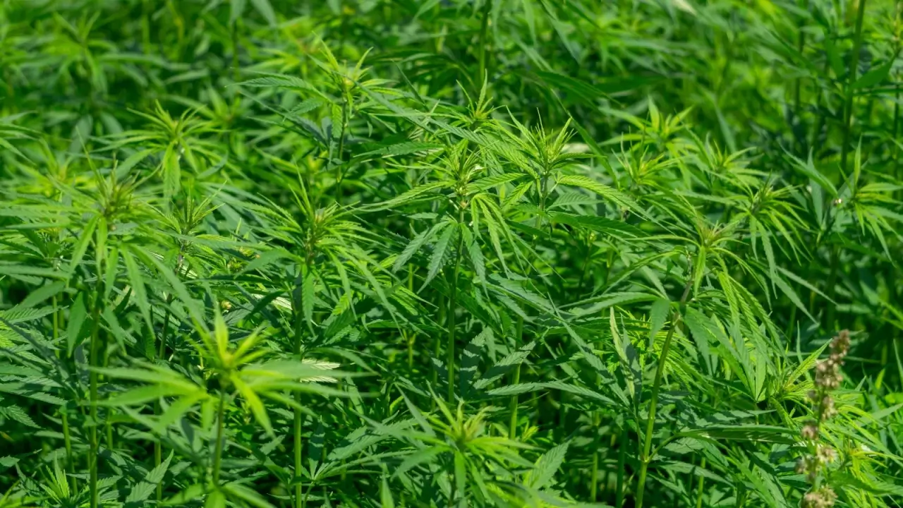 Reconsidering Hemp: A Promising Grain Crop