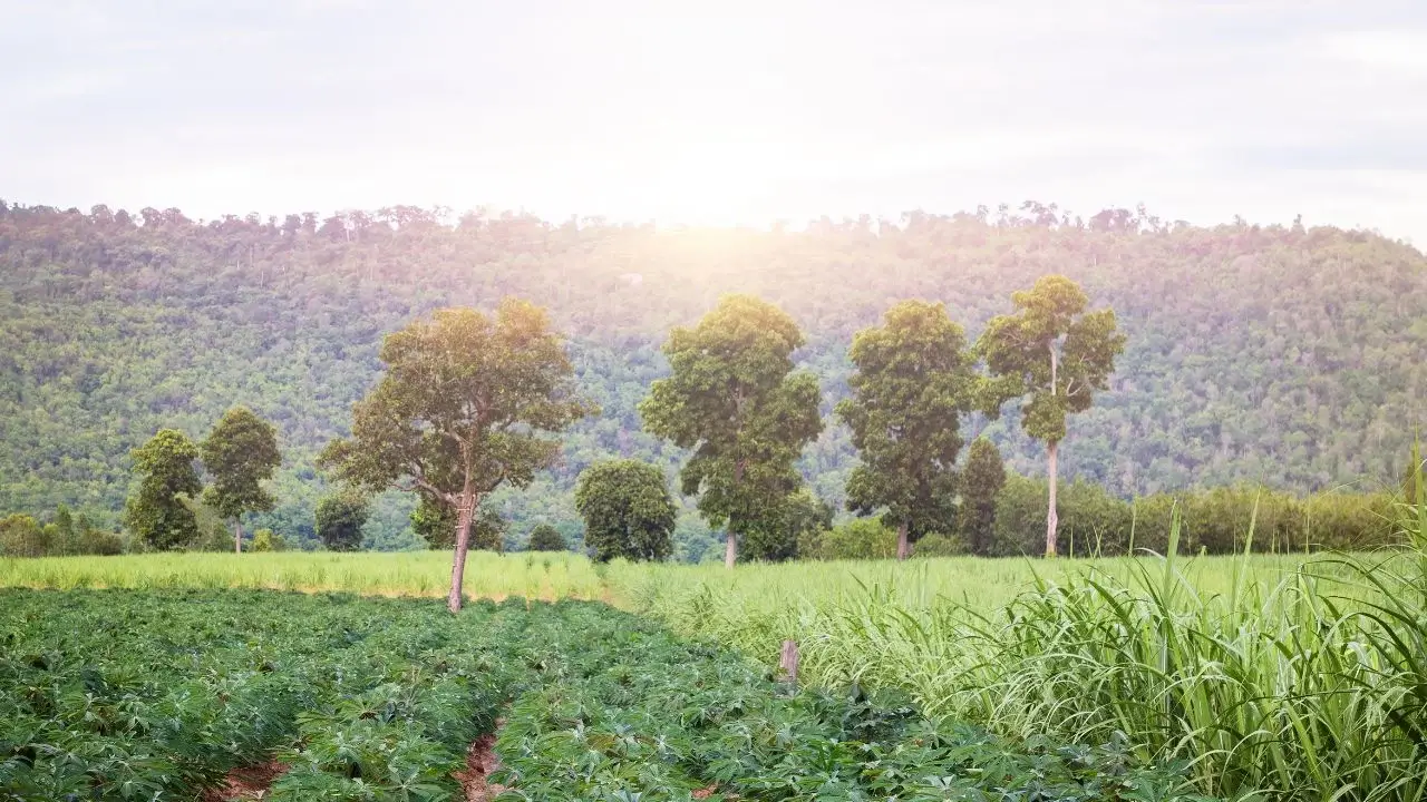 Forest Farming: Why it Might Make Sense for Your Land Forest Farming: Why it Might Make Sense for Your Land