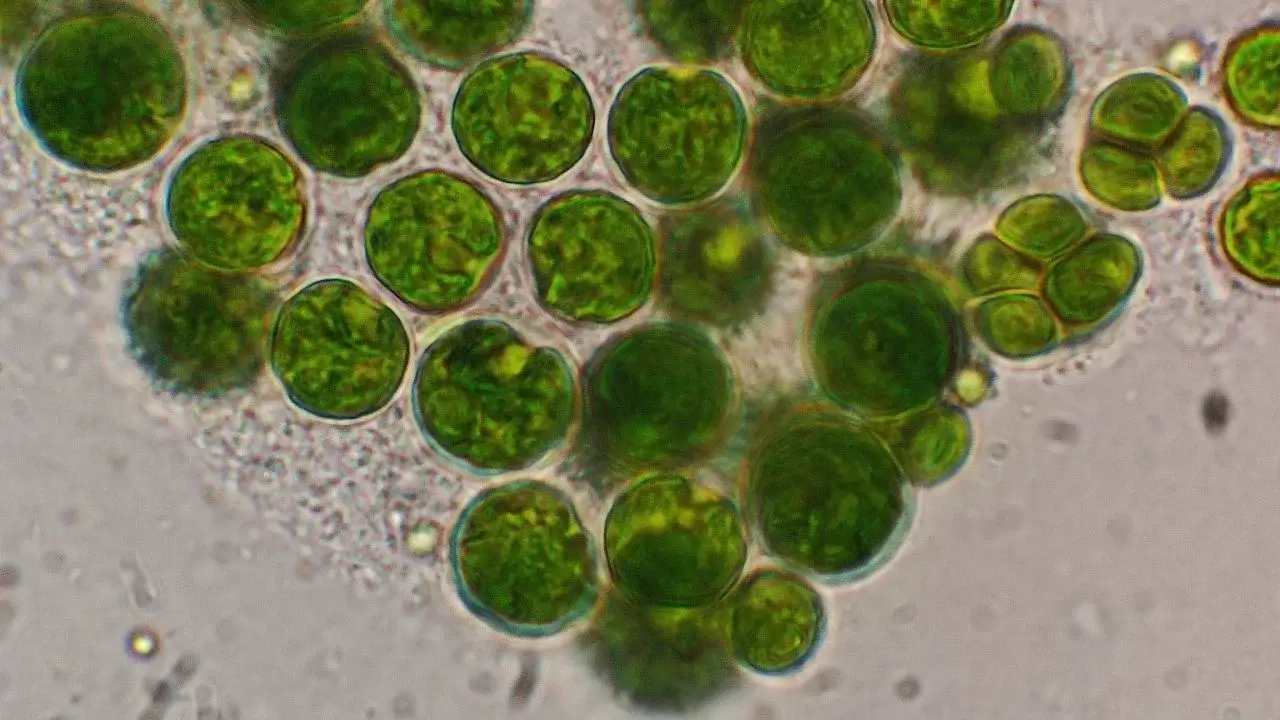 The New Superfood With Minimal Environmental Footprint