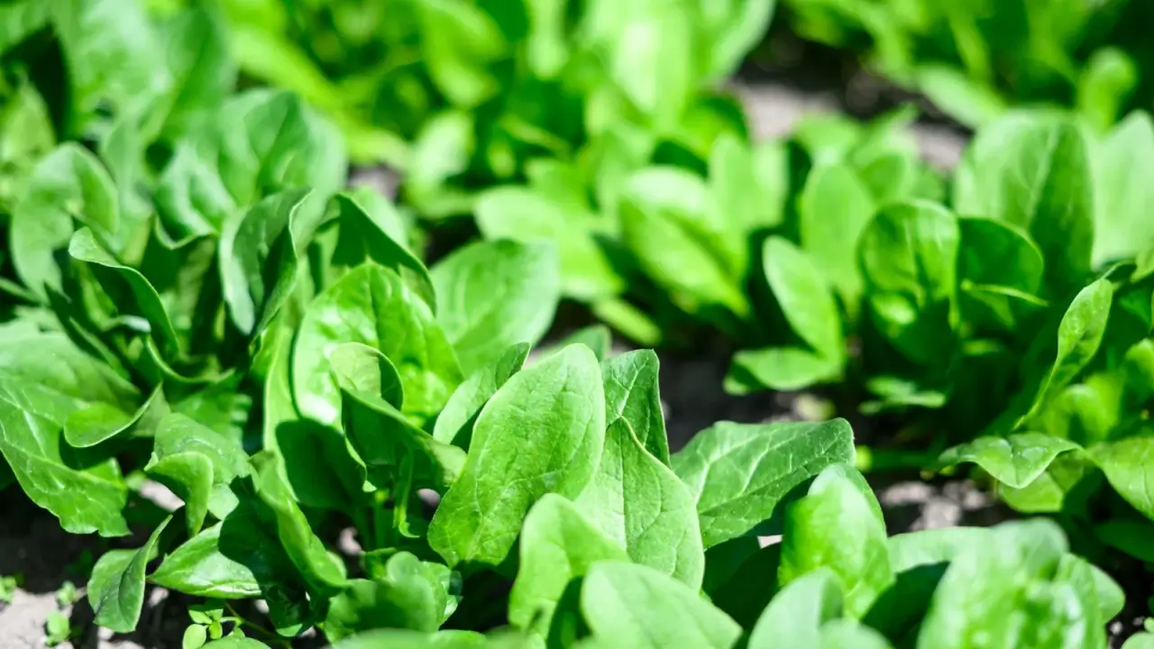 5 Cover Crops You Can Plant in February