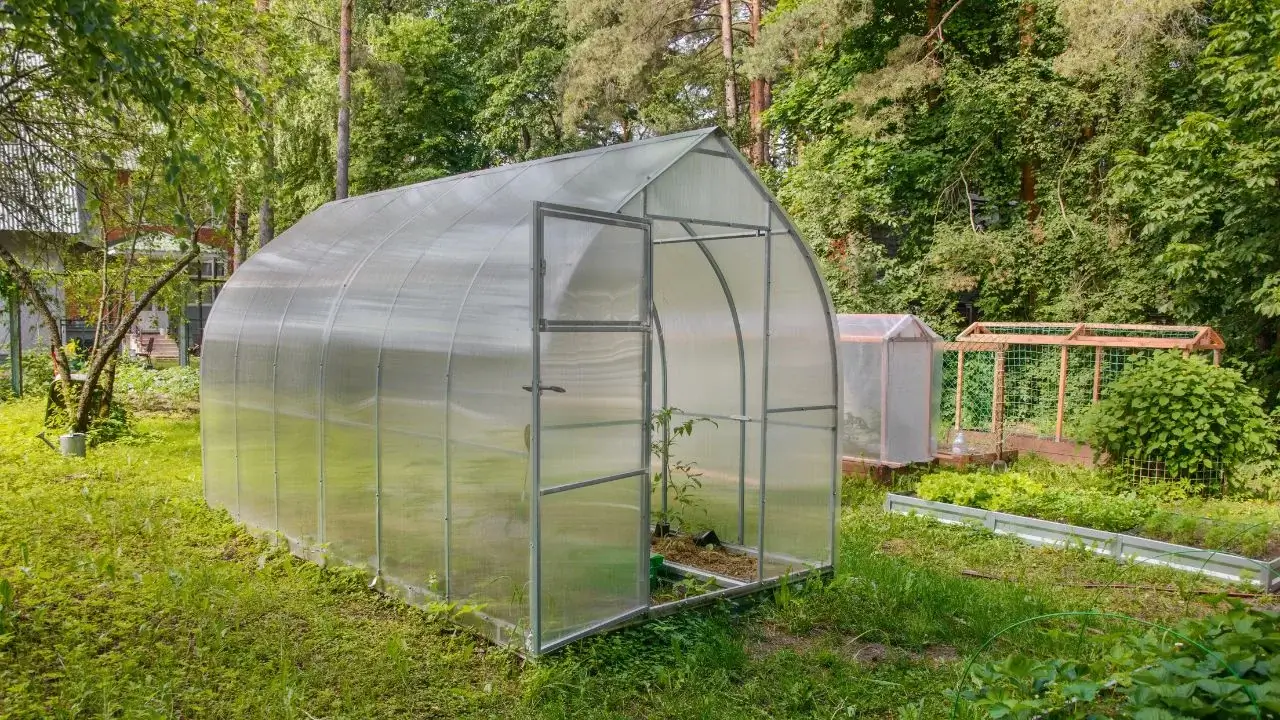 The February Greenhouse: What to Grow Now