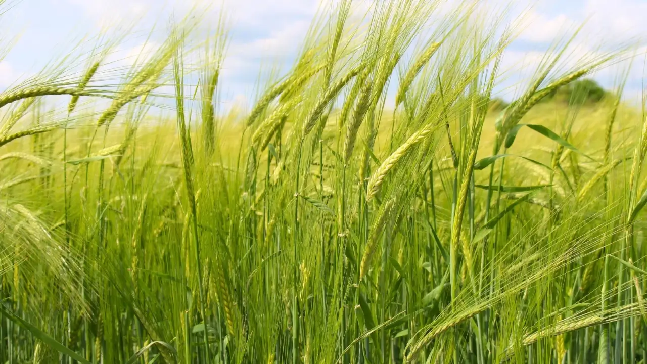 5 Ways Interseeding Can Change the Farming Landscape