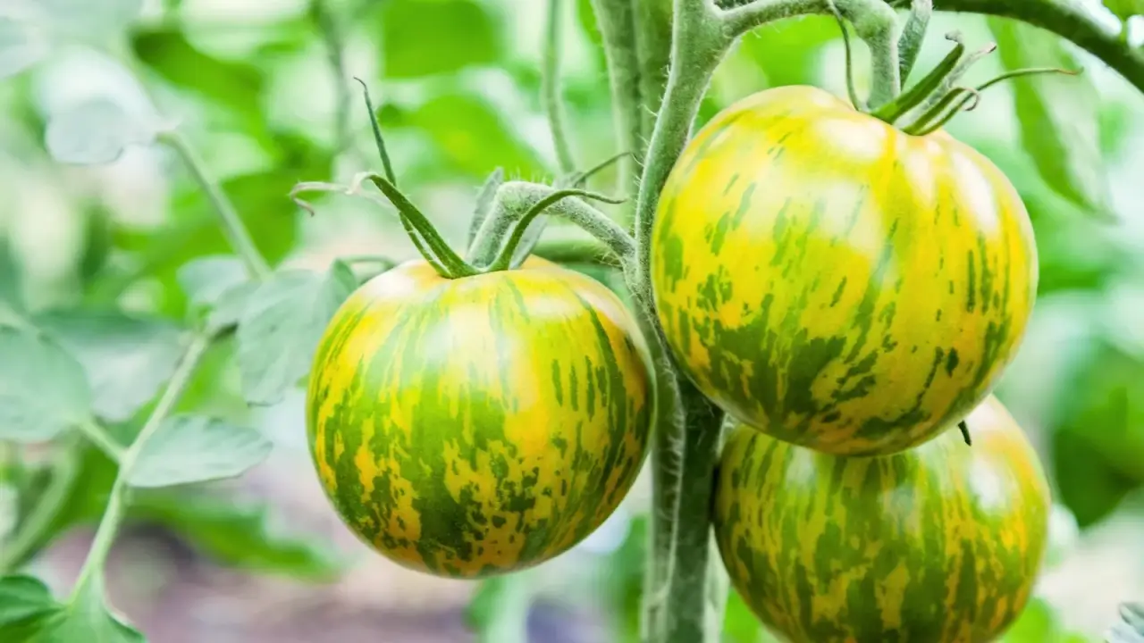 How to Start Tomato Seeds: 5 Expert Growing Tips