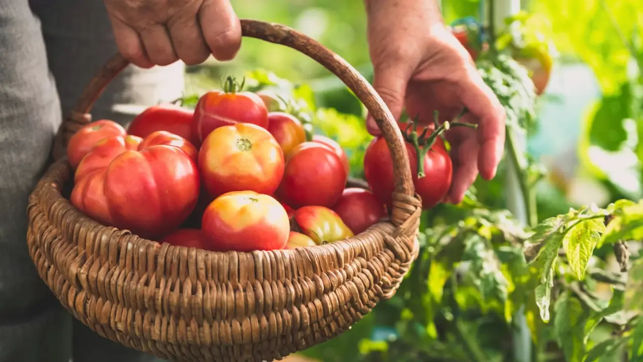 11 Best Heirloom Tomatoes to Grow on the Farm